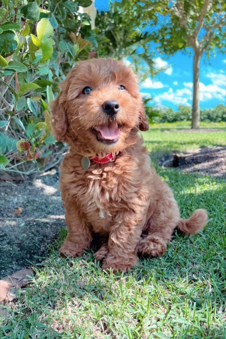 Sable, a female Goldendoodle puppy (10 Wks, Apricot) available for adoption at Furry Friends HQ