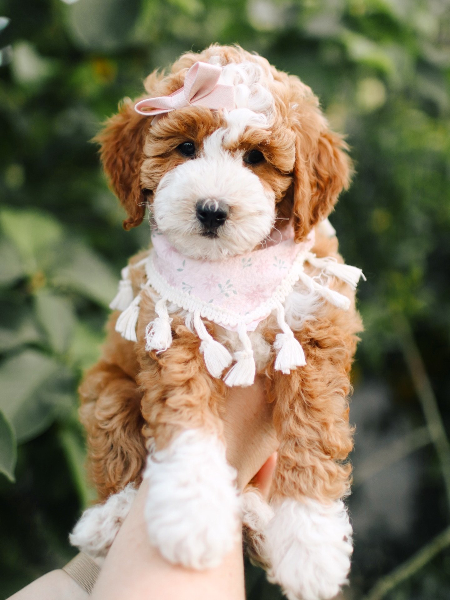 Stella, a female Goldendoodle puppy (9 Wks, Gold) available for adoption at Furry Friends HQ