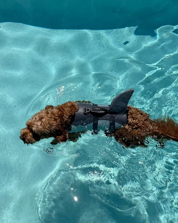 Doodle swimming and retrieving in a lake