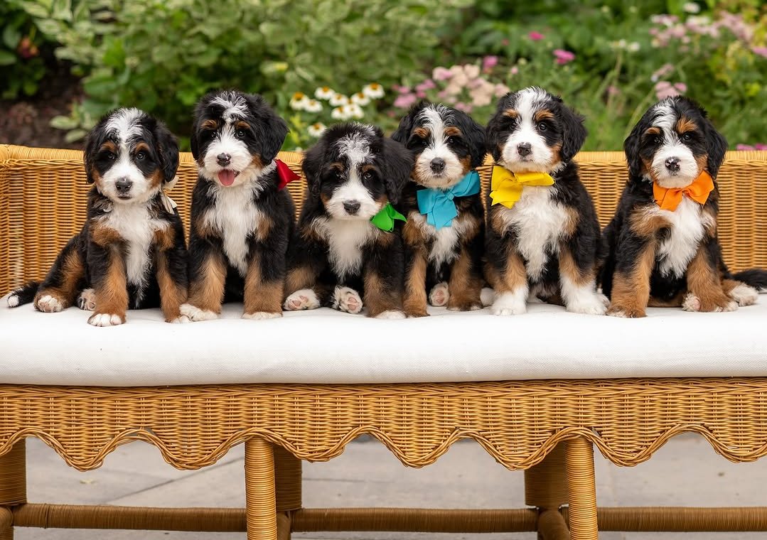 The Furry Friends HQ breeding team with a litter of doodle puppies