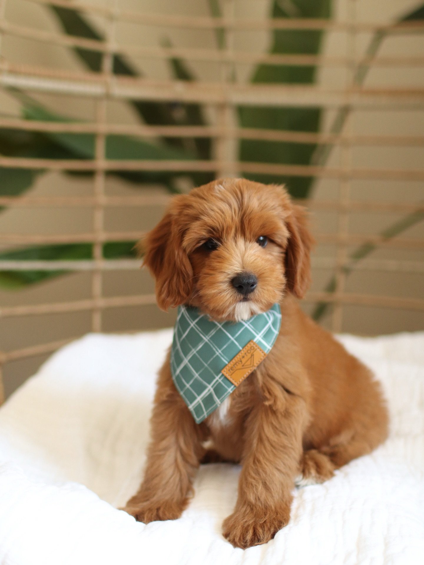 Teddy, a male Goldendoodle puppy (9 Wks, Cream) available for adoption at Furry Friends HQ