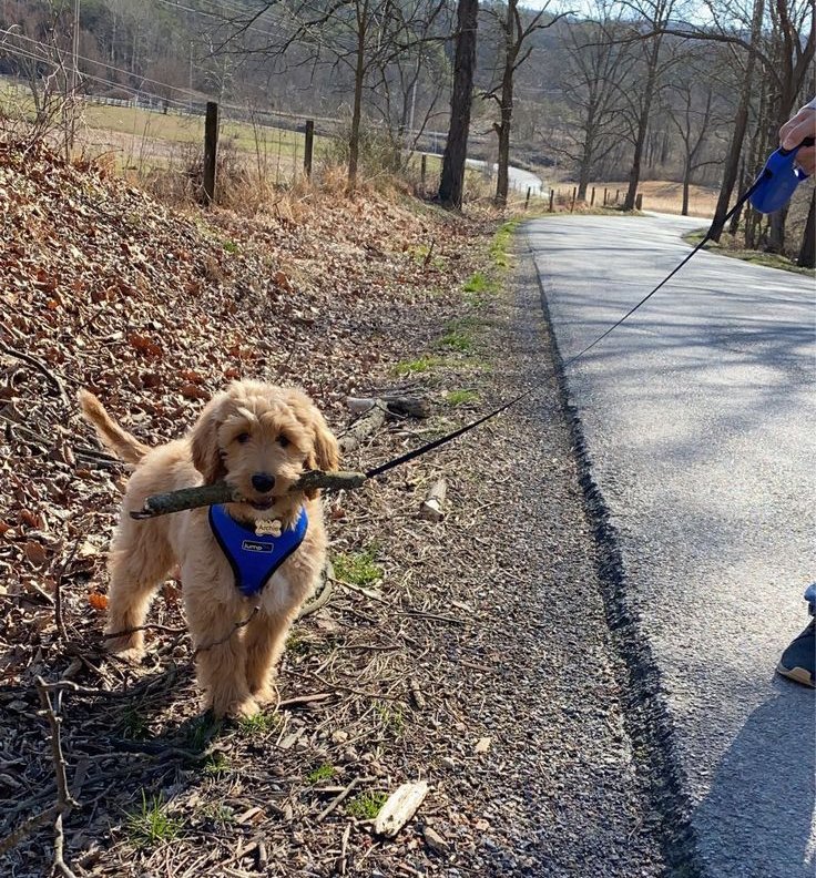 Owner practicing sit with a doodle puppy during a training session