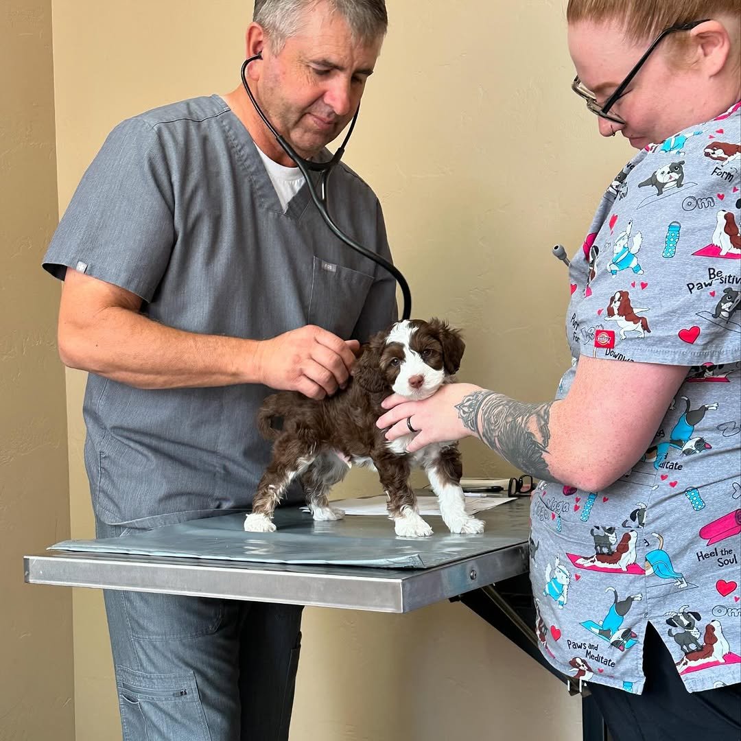Veterinarian performing a joint health evaluation on a parent dog