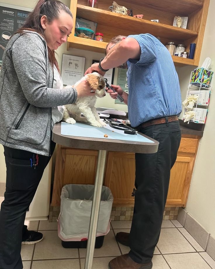 Veterinarian examining a doodle puppy during a wellness visit