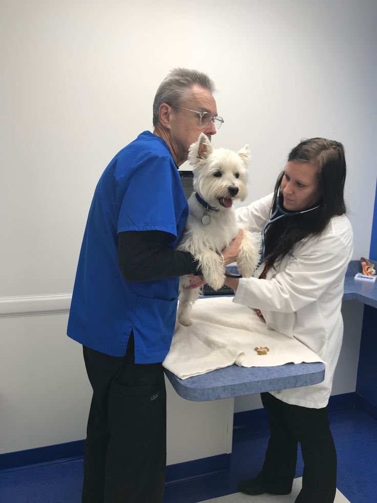 Veterinarian and breeder working together in a partnership