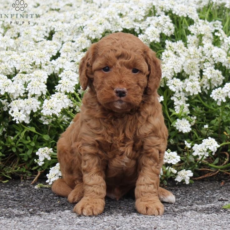 Violet, a female Goldendoodle puppy (8 Wks, Gold) available for adoption at Furry Friends HQ