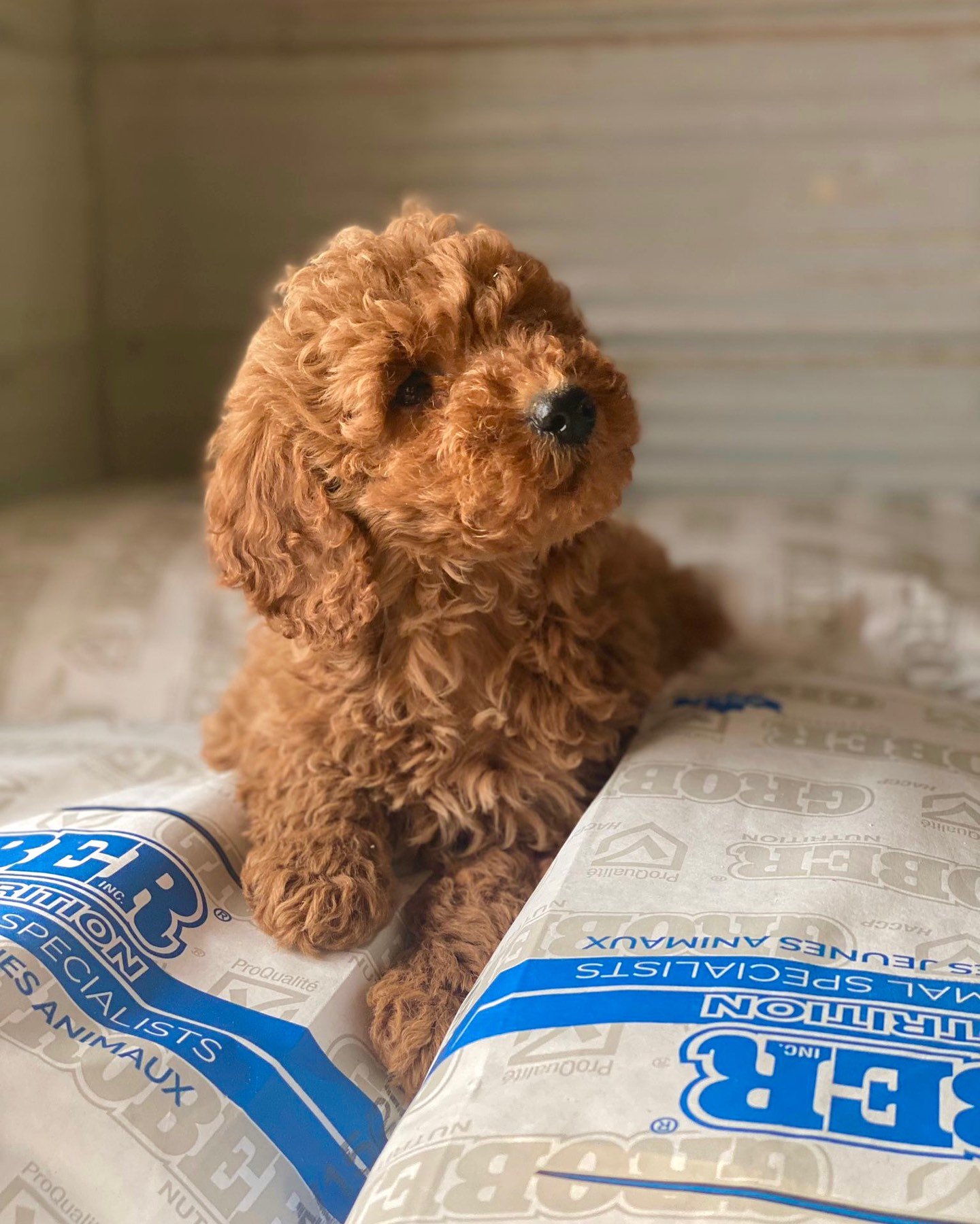 Willow, a female Goldendoodle puppy (10 Wks, Cream) available for adoption at Furry Friends HQ