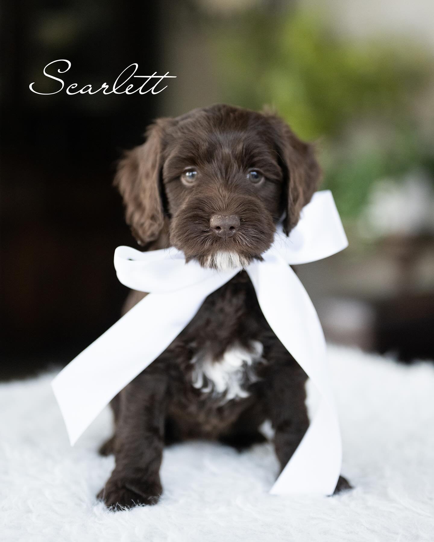Ziggy, a male Labradoodle puppy (10 Wks, Black) available for adoption at Furry Friends HQ